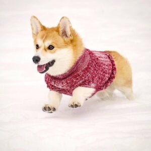 Go Fresh strikket hundegenser